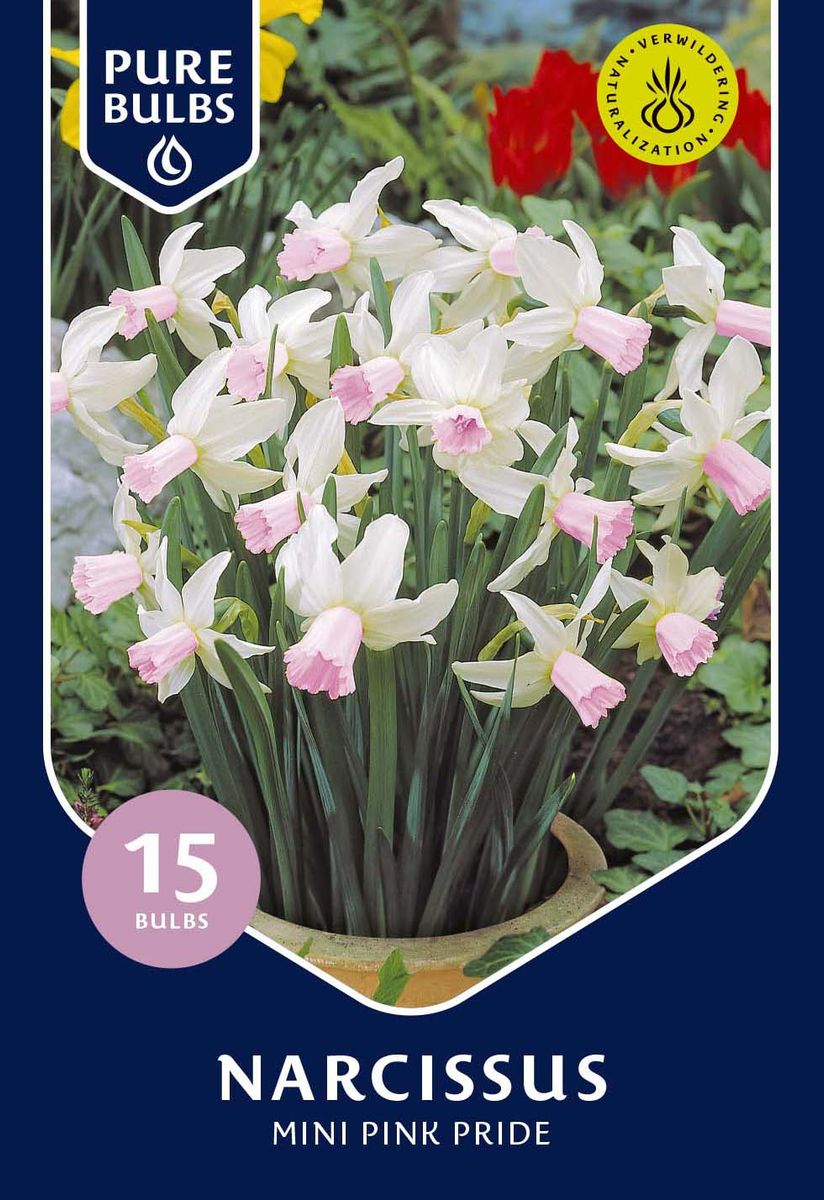 Narcissus 'Pink Pride' — Рослини оптом FlorAccess