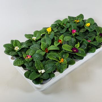 Primula ACAULIS MIX