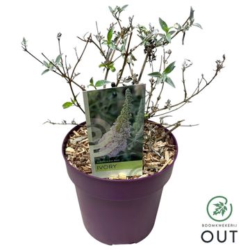 Buddleja davidii BUZZ IVORY