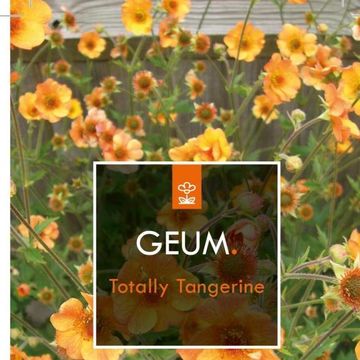 Geum 'Totally Tangerine'