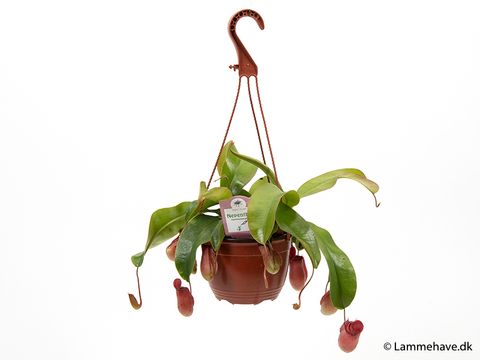 Nepenthes mirabilis