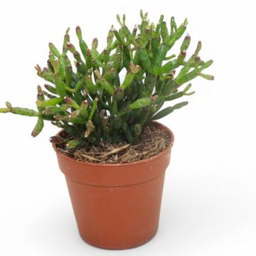 Hatiora bambusoides