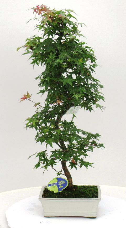 Acer palmatum 'Deshôjô'