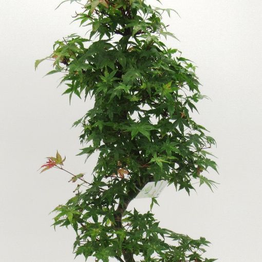 Acer palmatum 'Deshôjô'