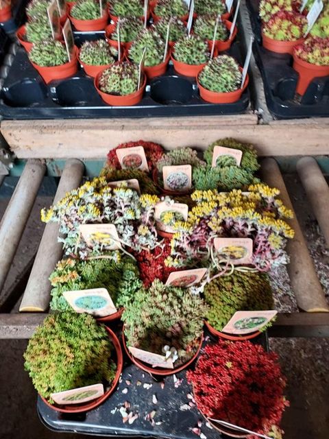 Sedum MIX