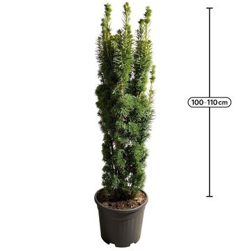 Taxus baccata 'David'