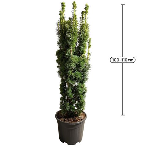 Taxus baccata 'David'