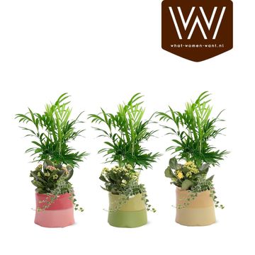 Arrangement Houseplants MIX IN POT