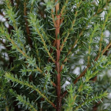 Juniperus communis 'Compressa'