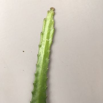 Epiphyllum 'Dietmar Paetz'