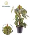 Filodendron brandtianum