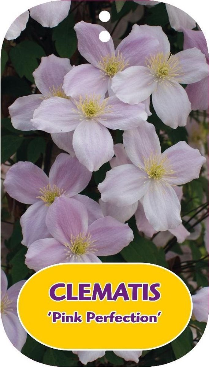 Clematis 'Pink Perfection' (M) — Plant Wholesale FlorAccess