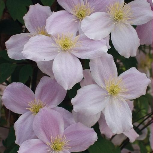 Clematis 'Pink Perfection' (M)