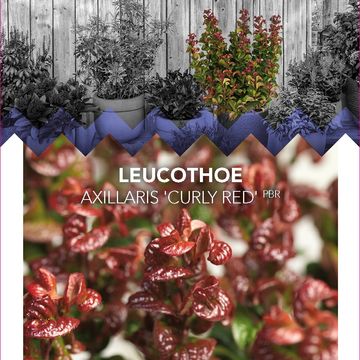 Leucothoe axillaris 'Курли Ред'