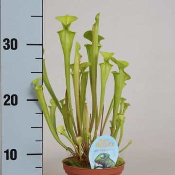 Sarracenia flava
