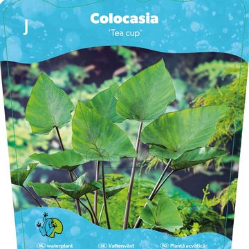 Colocasia esculenta 'Tea Cup'