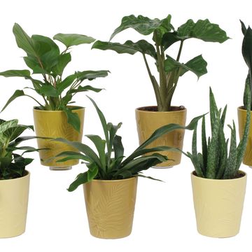 Plantas de interior MIX