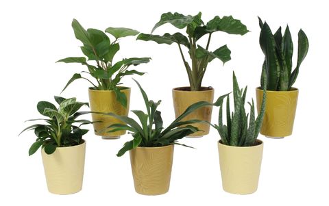 Plantas o interior MIX