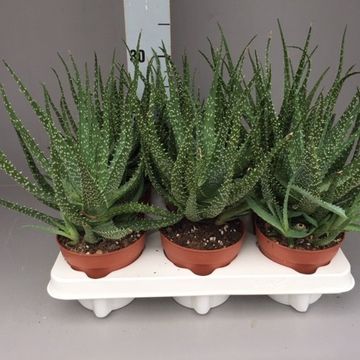 Aloe humilis