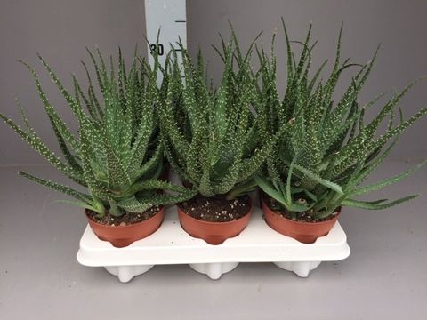 Aloe humilis