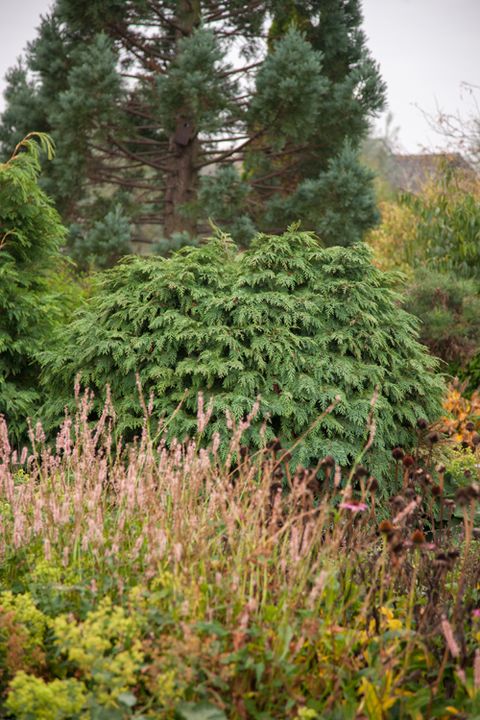 Chamaecyparis lawsoniana 'Globosa'
