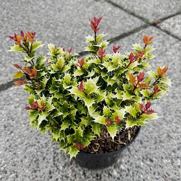 Osmanthus heterophyllus 'Shien'