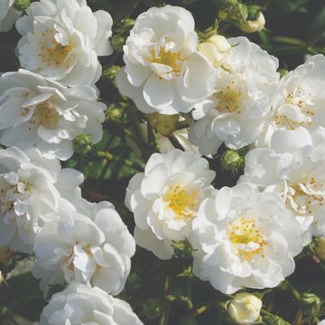 Rosa GUIRLANDE D'AMOUR