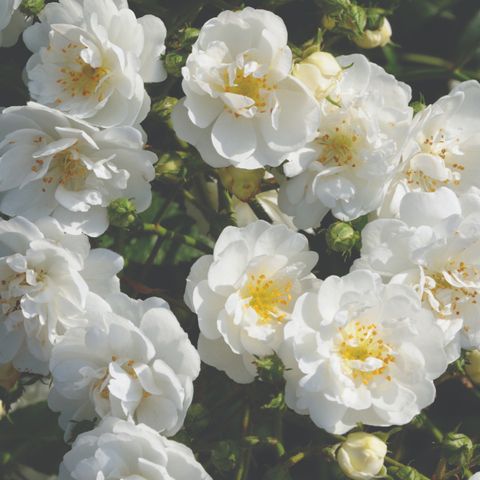 Rosa GUIRLANDE D'AMOUR