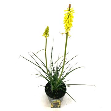 Kniphofia 'Lemon Popsicle'