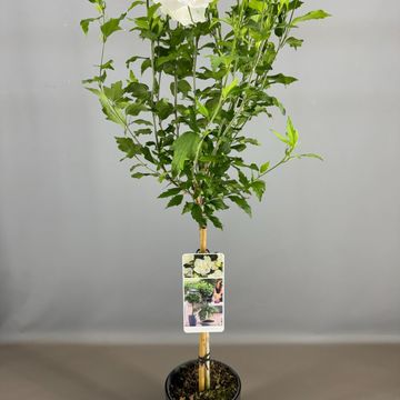 Hibiscus syriacus WHITE CHIFFON