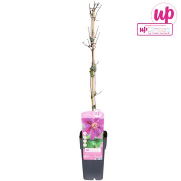 Clematis 'Dr Ruppel' (EL)