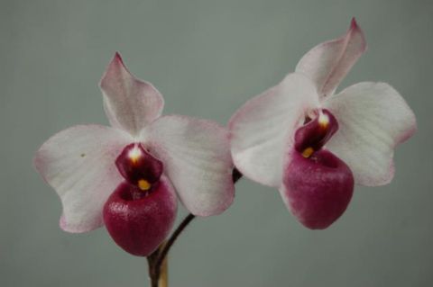 Paphiopedilum delenatii vinicolor