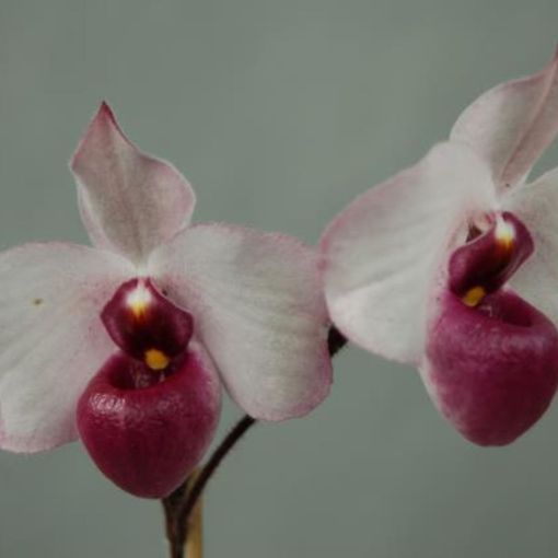 Paphiopedilum delenatii vinicolor