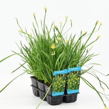 Sisyrinchium californicum