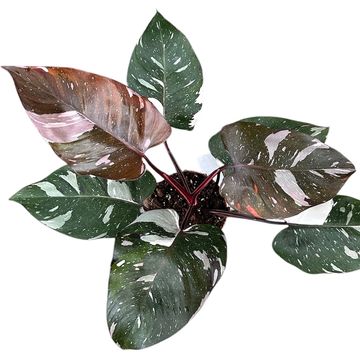 Filodendro 'Red Anderson Pink'