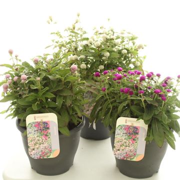 Gomphrena globosa HOLLY MIX