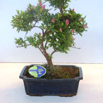 Rhododendron indicum