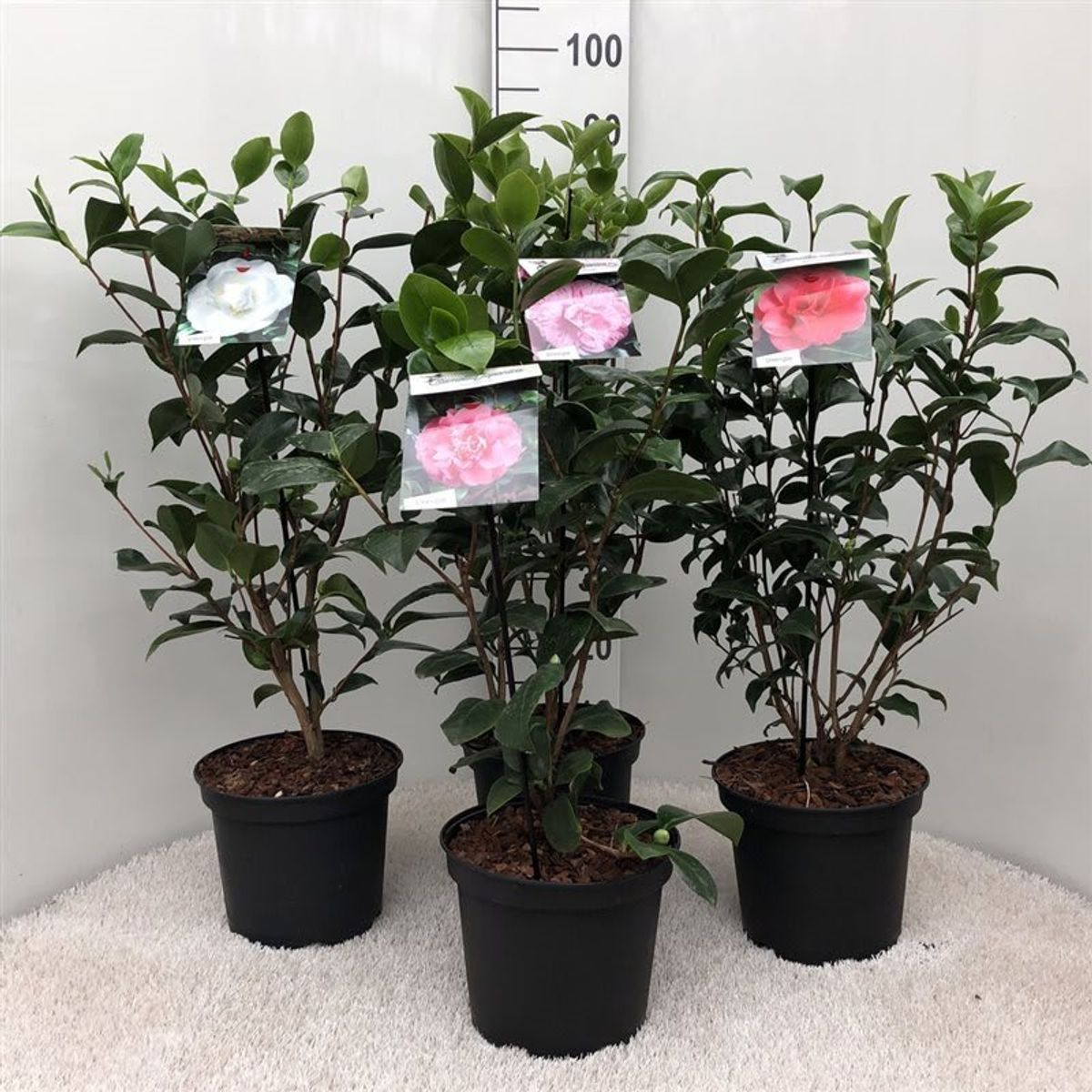 Camellia Japonica Mix — Plant Wholesale Floraccess