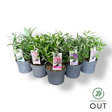 Buddleja davidii BUTTERFLY CANDY MIX