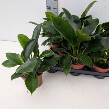 Philodendron 'Millions'