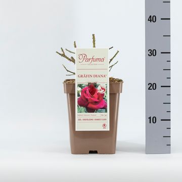 Rosa GRÄFIN DIANA