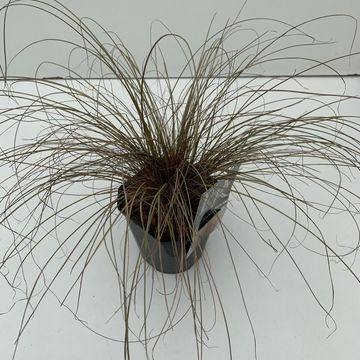 Carex comans 'Bronze Form'