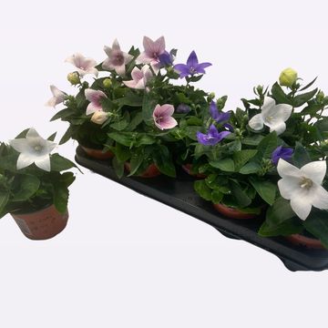 Platycodon grandiflorus POP STAR MIX