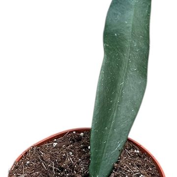 Hoya meliflua 'Island'