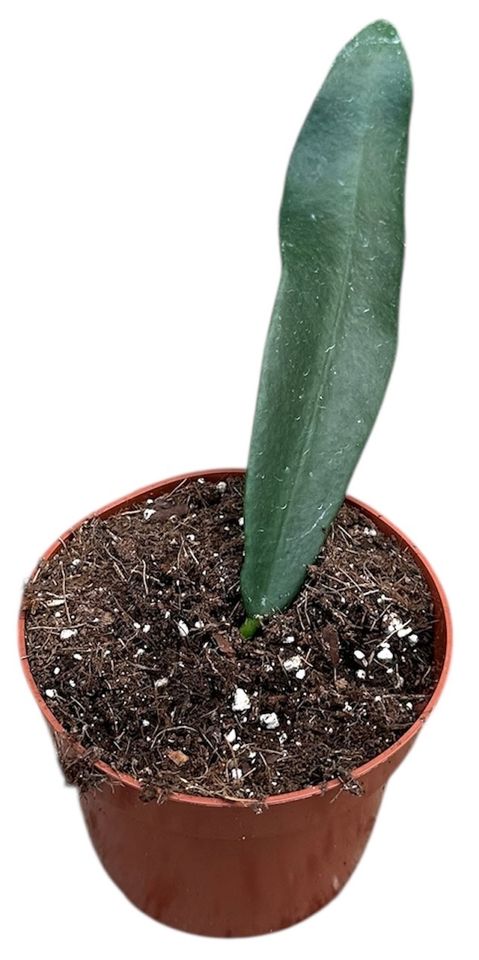 Hoya meliflua 'Island'