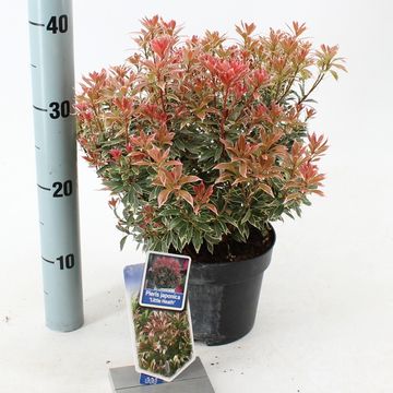 Pieris japonica 'Little Heath'