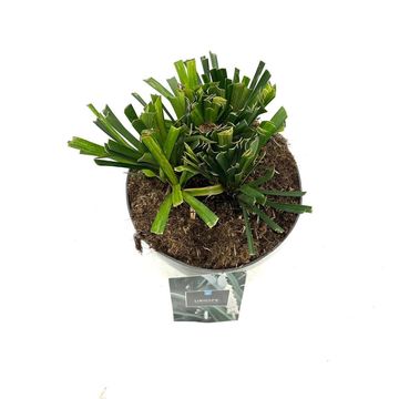 Liriope muscari 'Monroe White'