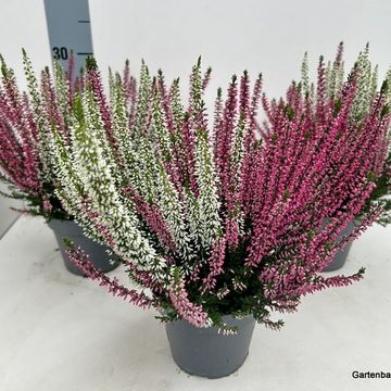 Calluna vulgaris BEAUTY LADIES MIX IN POT