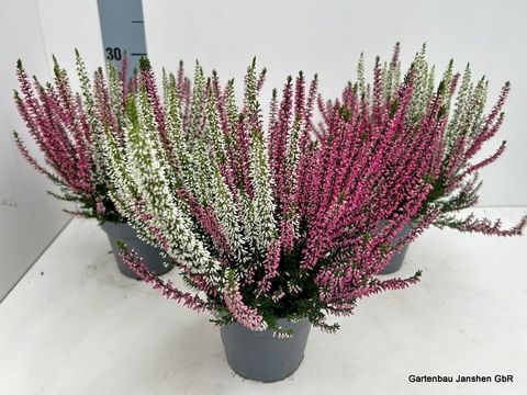 Calluna vulgaris BEAUTY LADIES MIX IN POT