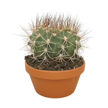 Gymnocalycium saglionis